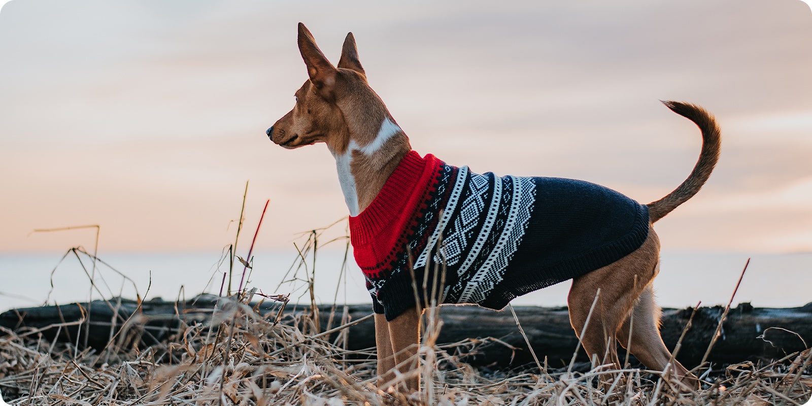Hundeklr, klr: dekken, genser, potesokker til hund