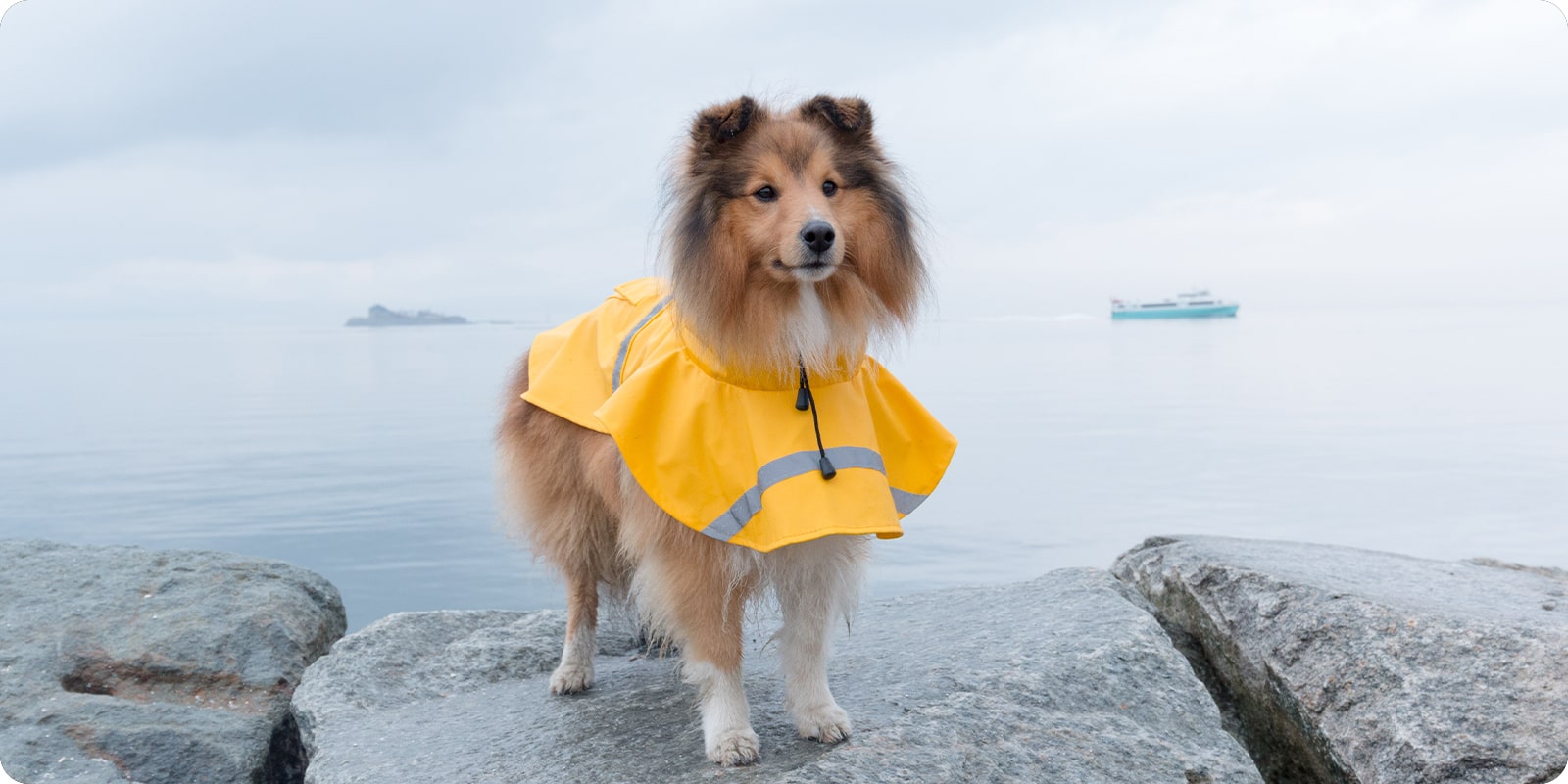 Regnty til hund regndekken til hund