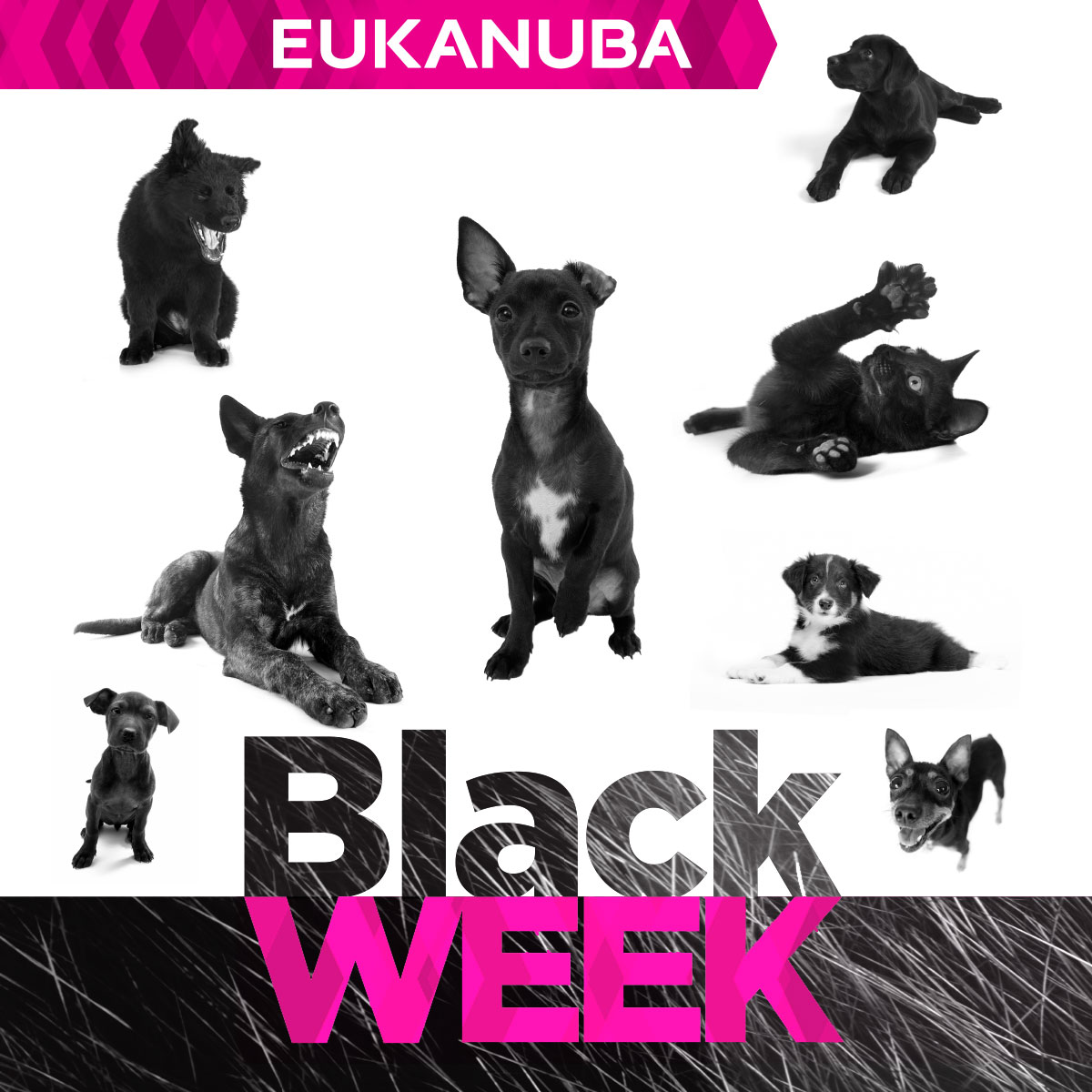 Lenker og kobbel til hund