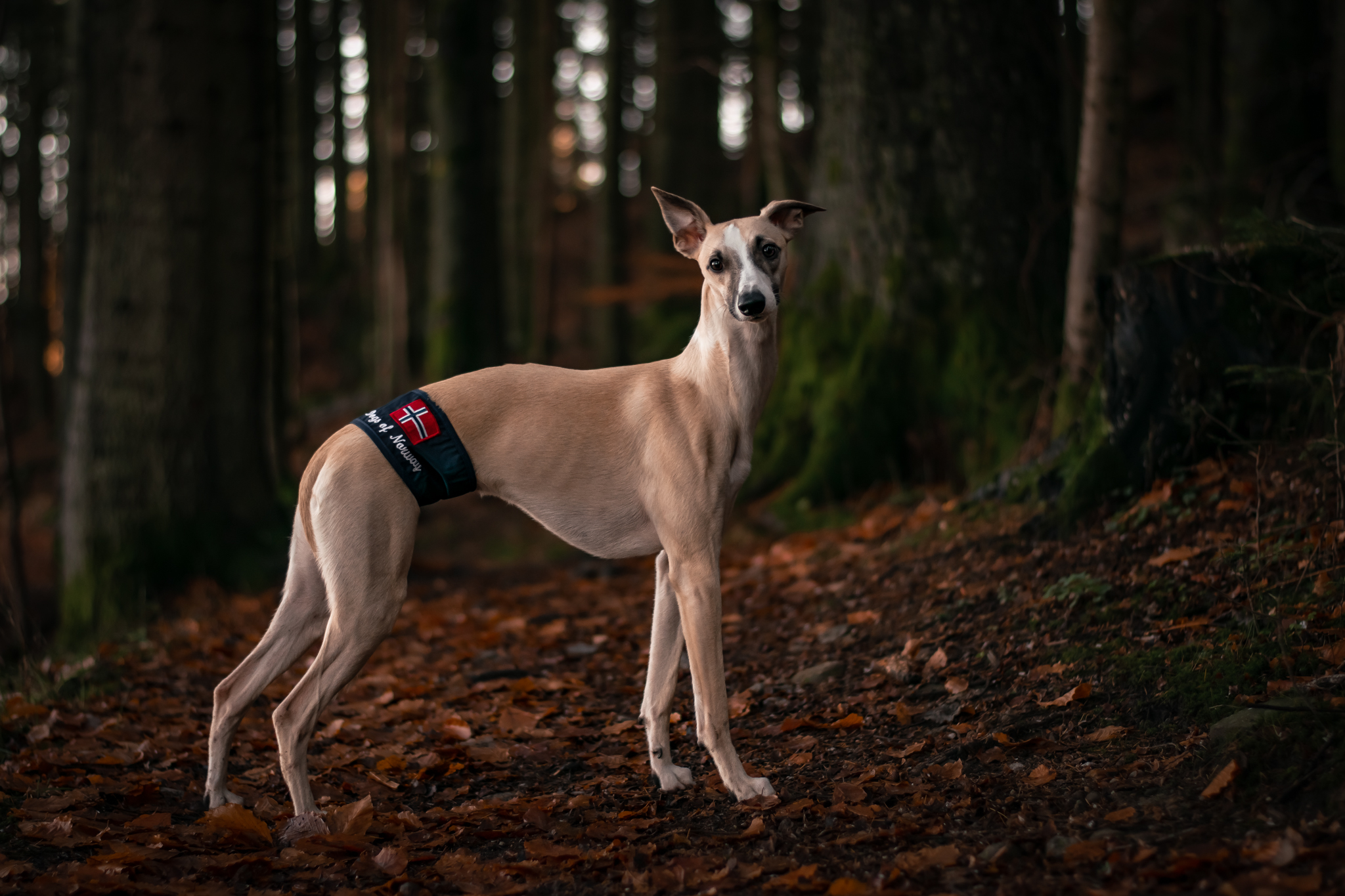 Boyband fra Dogs of Norway