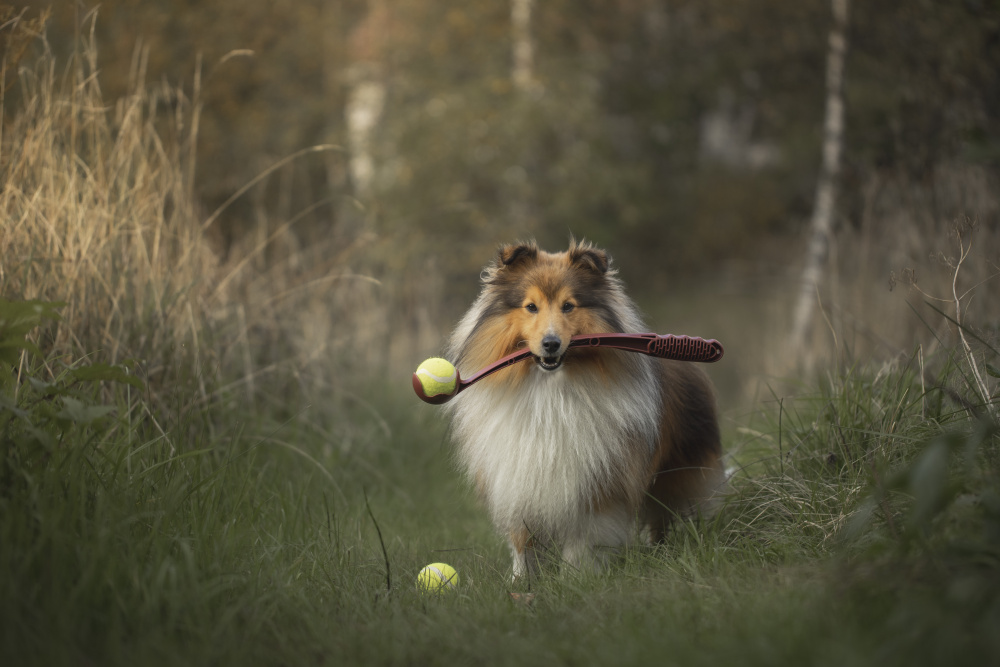 Hund Tennisball