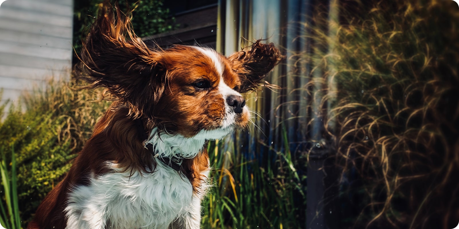 Sr, ye og rerens til hund