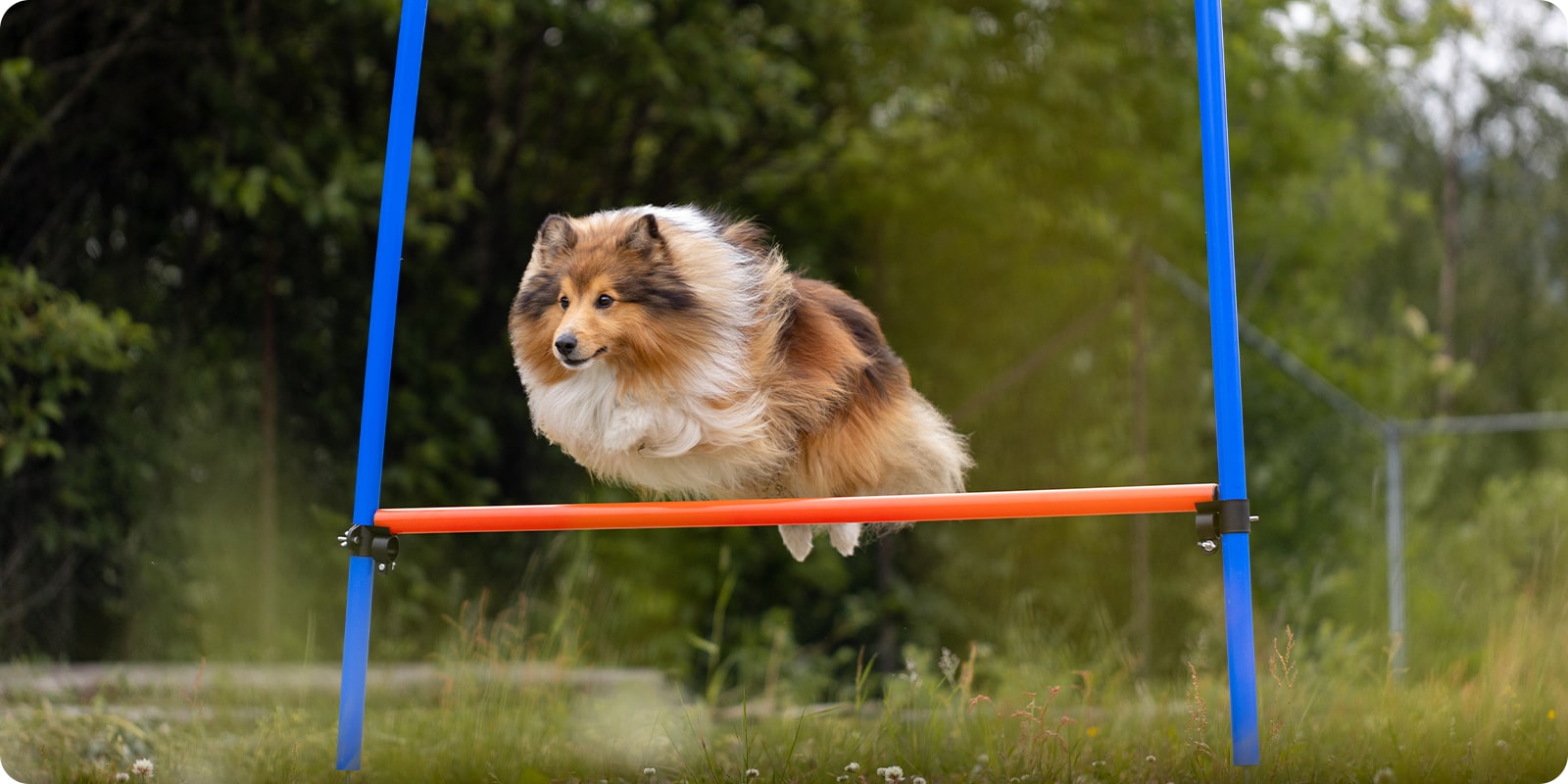 Agility hund trening agilityutstyr