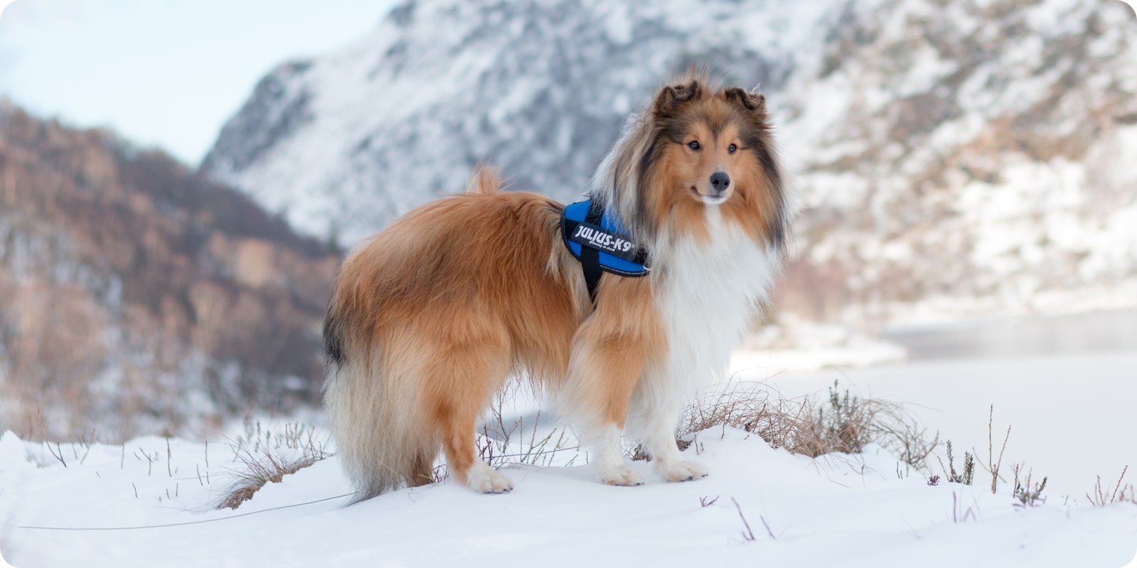 Bnd og seler til hund, hundebnd, hundesele