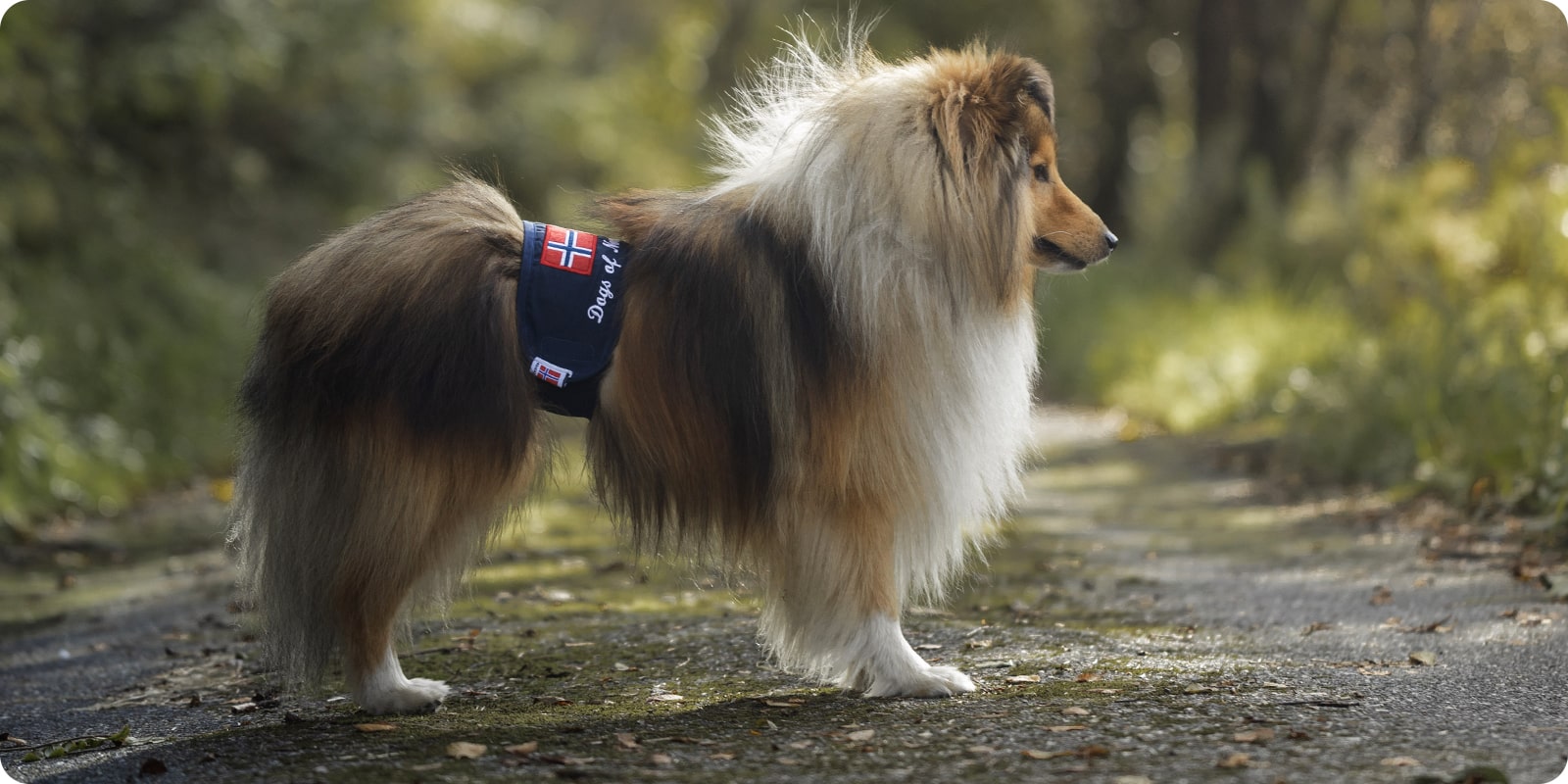Undertøy til hund: Hundeundertøy