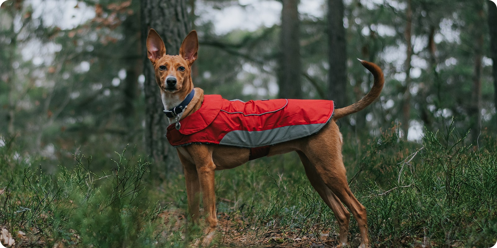 Dekken og jakker til hund hundedekken