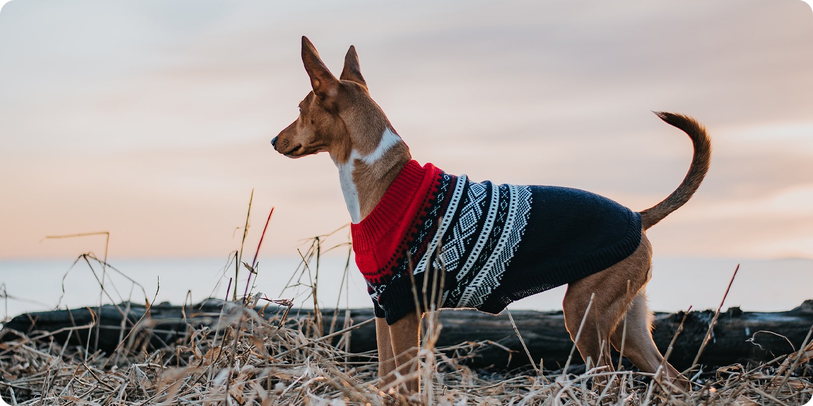 Dogs of Norway