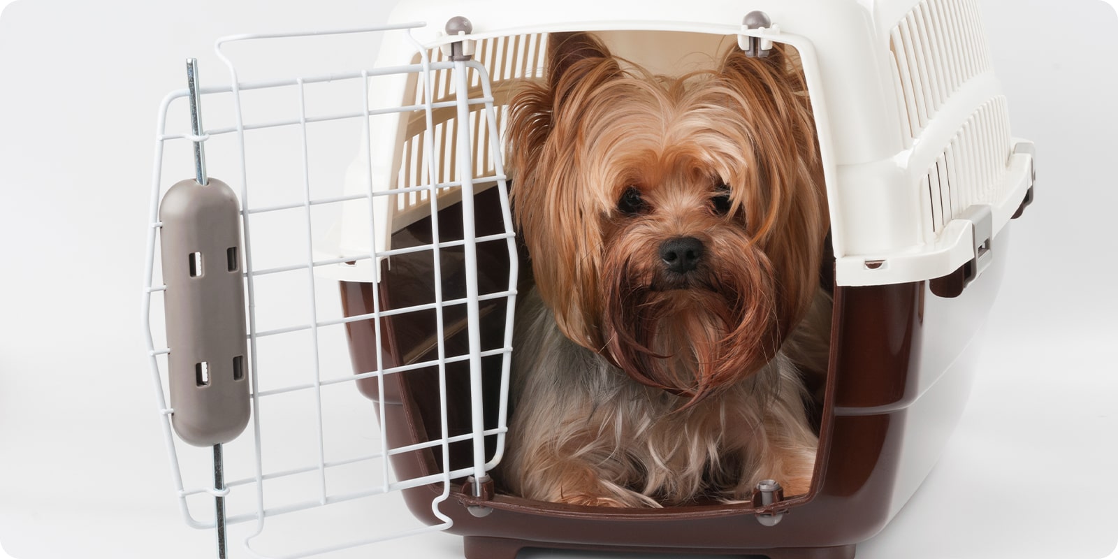 Flybur til hund liten og sm