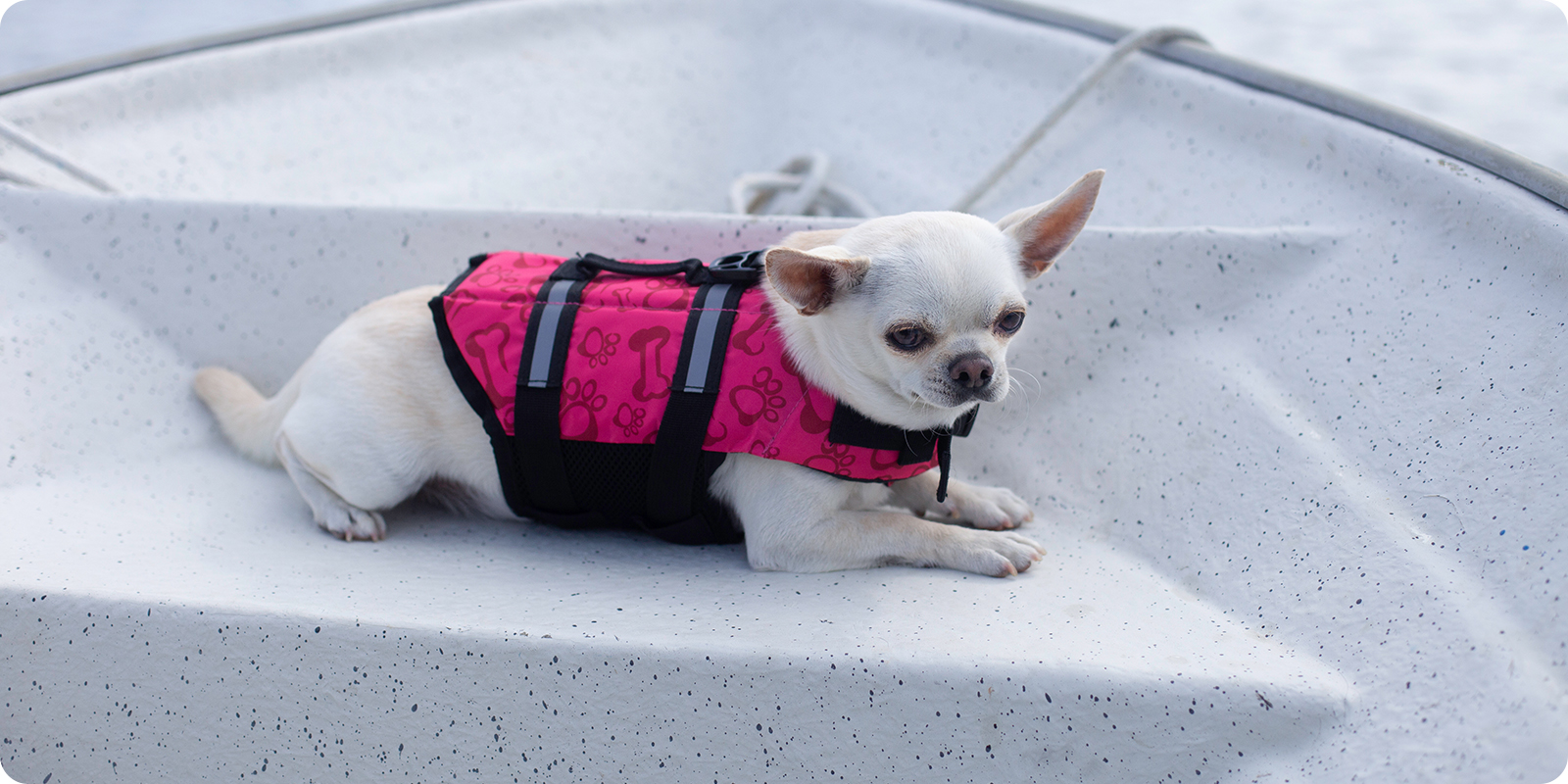Flytevest og redningsvest til hund