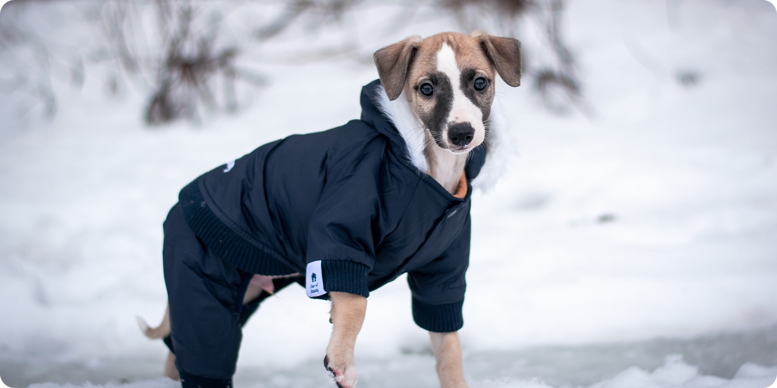 Høstklær til hund, vinterklær til hund