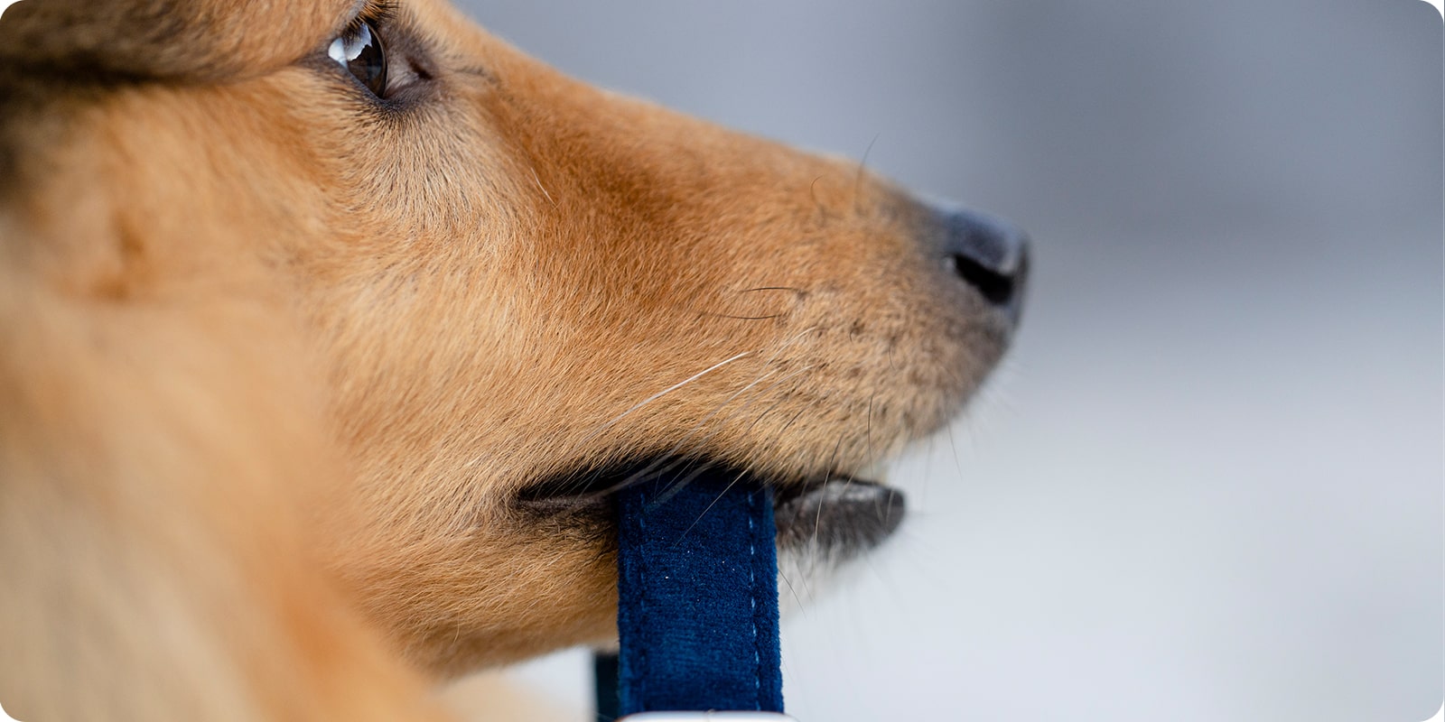 Halsbånd til hund