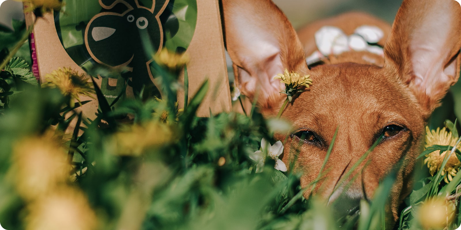 Helse og pleie av hund