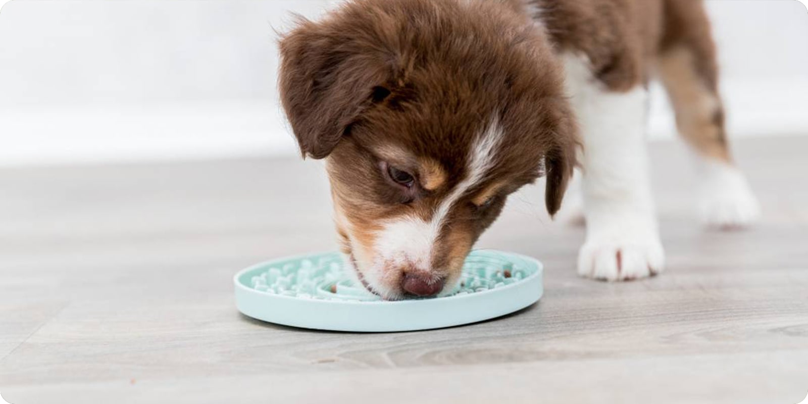 Hjernetrim og aktivisering hund , aktiviseringsleker hund