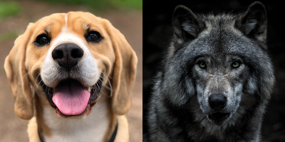 Hund vs ulv