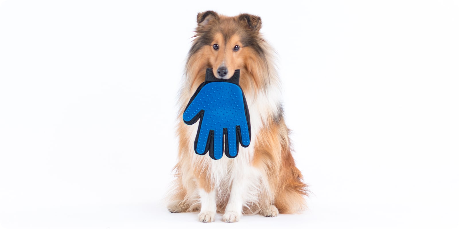 Hundebørste - børste til hund