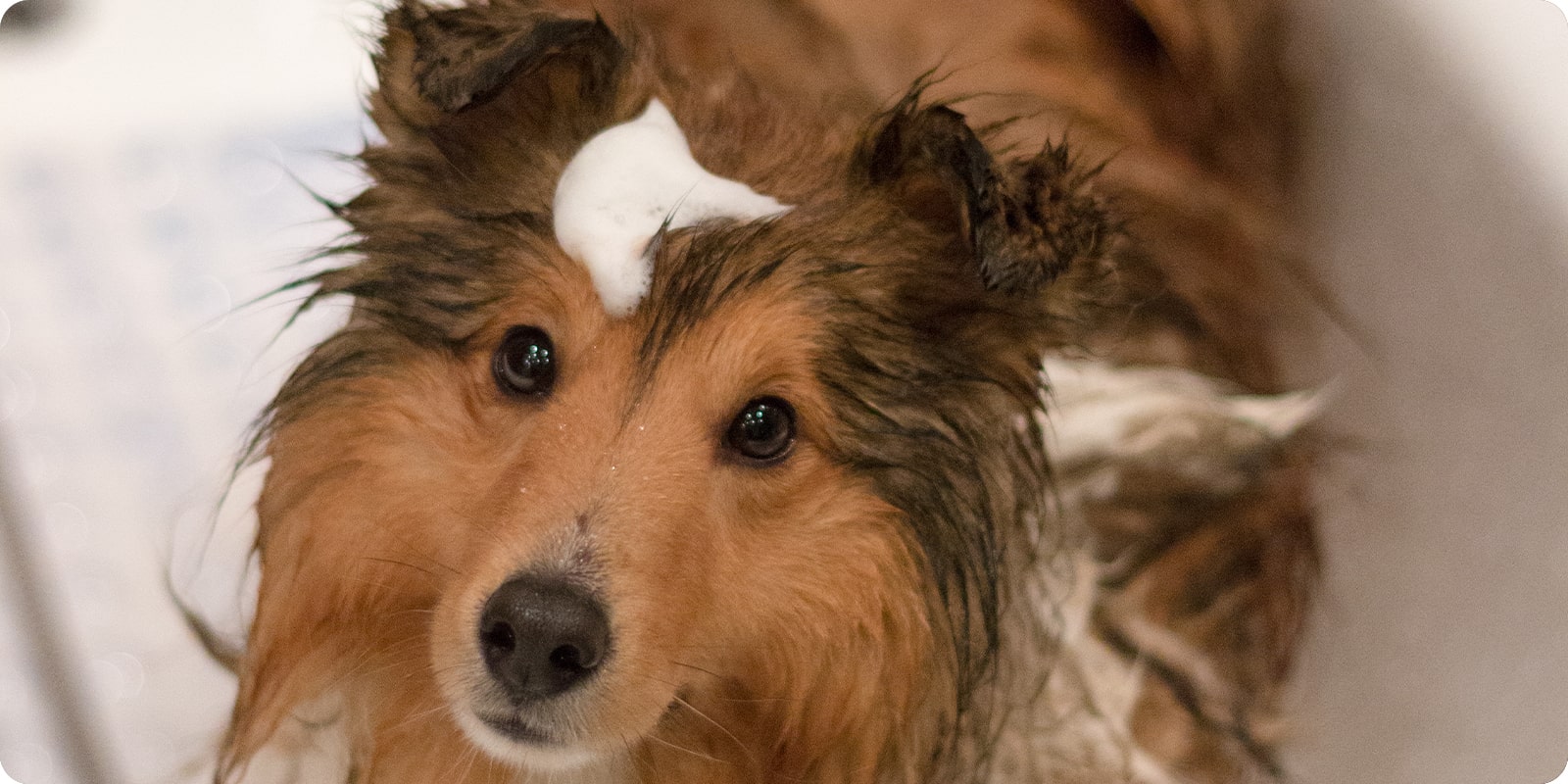 Hundeshampo, balsam og shampo til hund