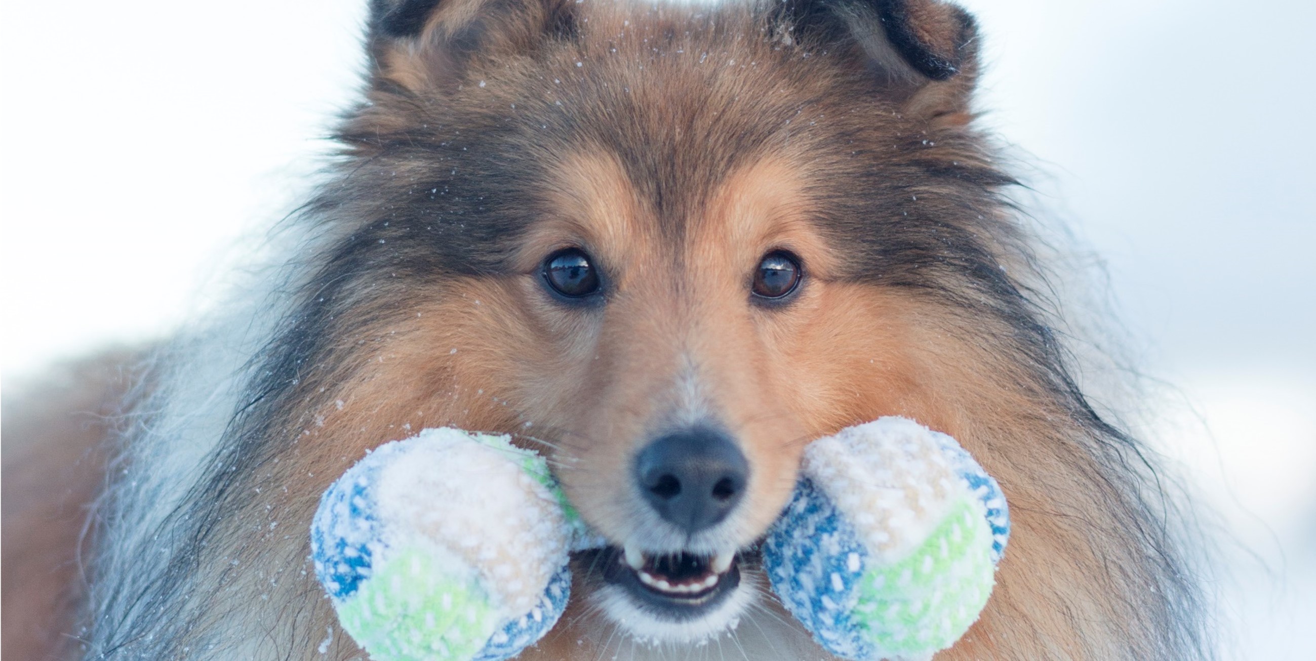 Vinterklær til hund