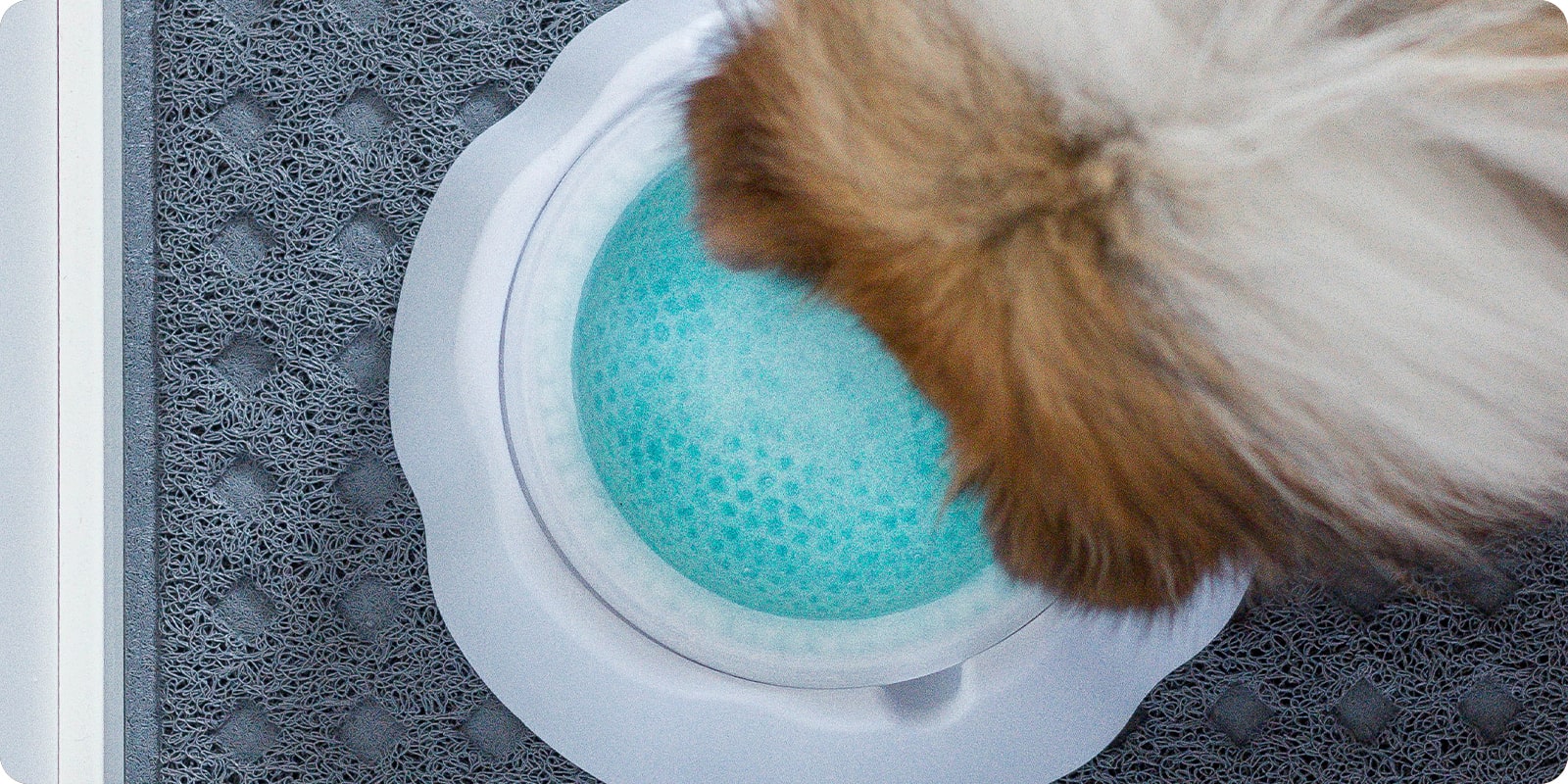 Hundeskåler, matskål til hund