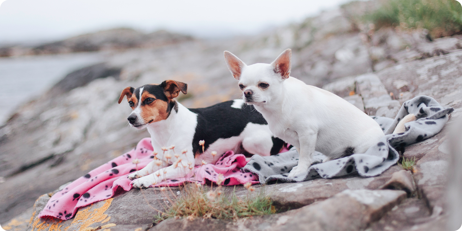 Hundeteppe og hundepledd - teppe til hund