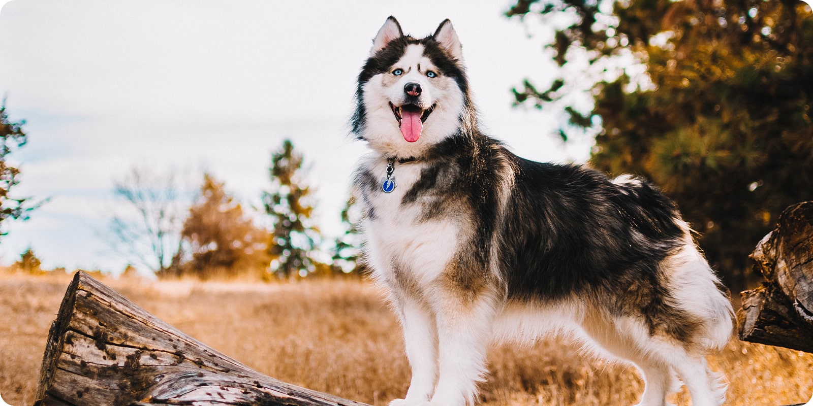 Id brikke til hund og katt, gravert ID tag