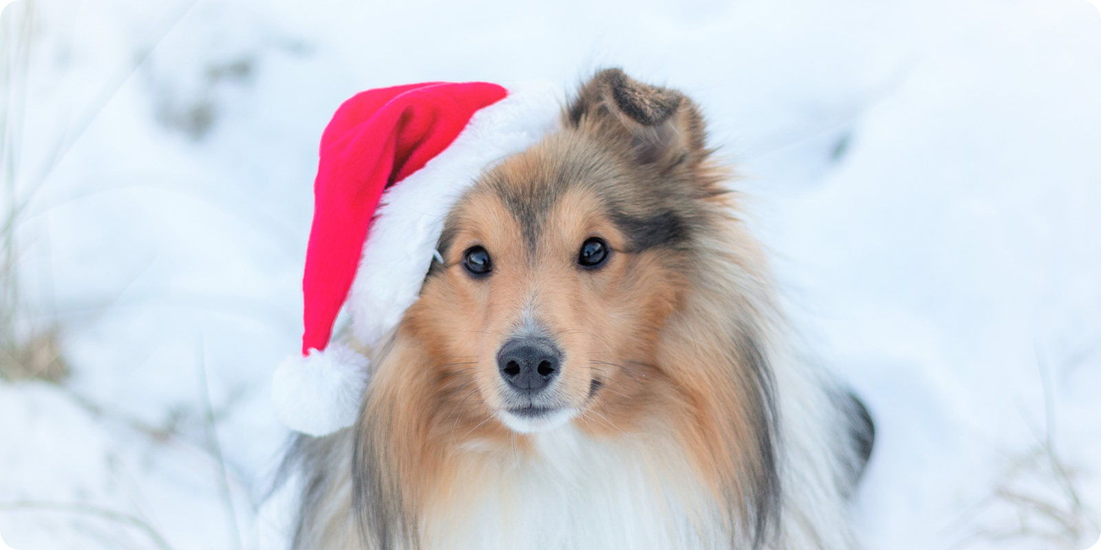 Gud Hændelse sikring Julevarer til hunden - Jul med hund - I Love Dogs.no