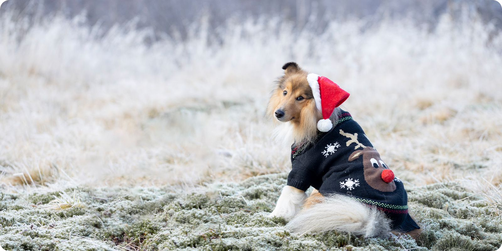 Julegenser til hund