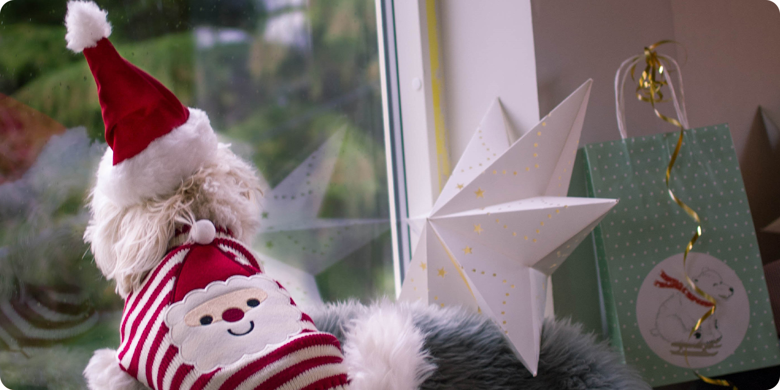 Juleklær og julepynt til hund