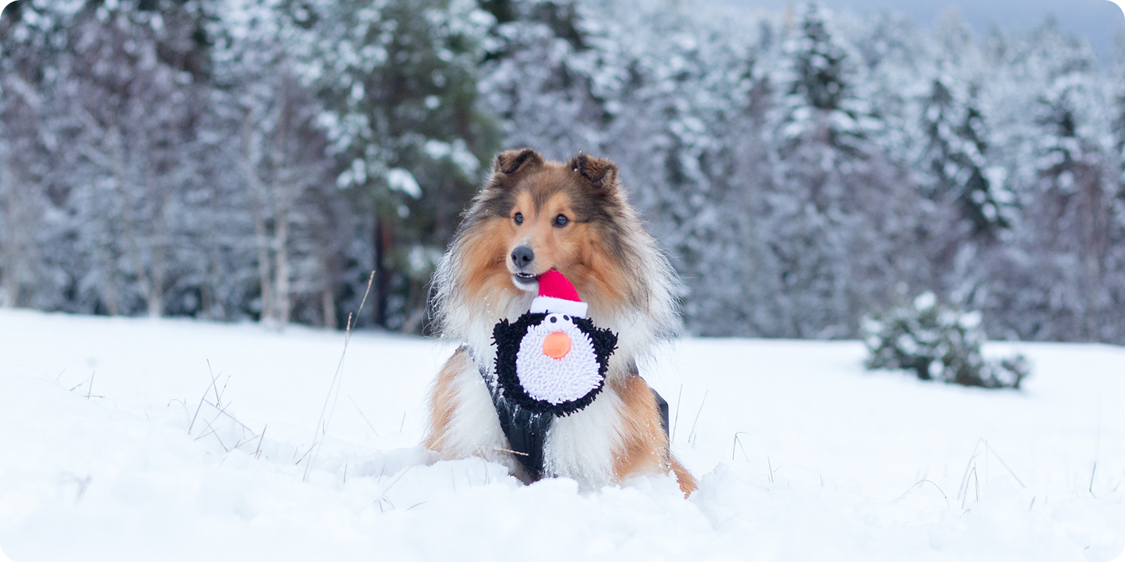 Juleleke til hund