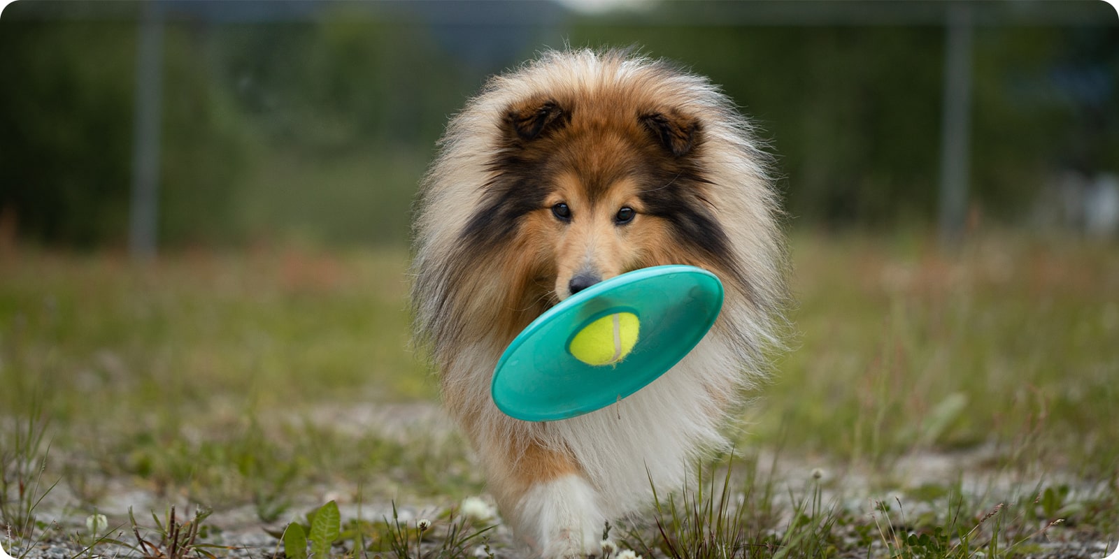 Kasteleker til hund