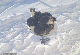 Katter som varmer seg på parabol