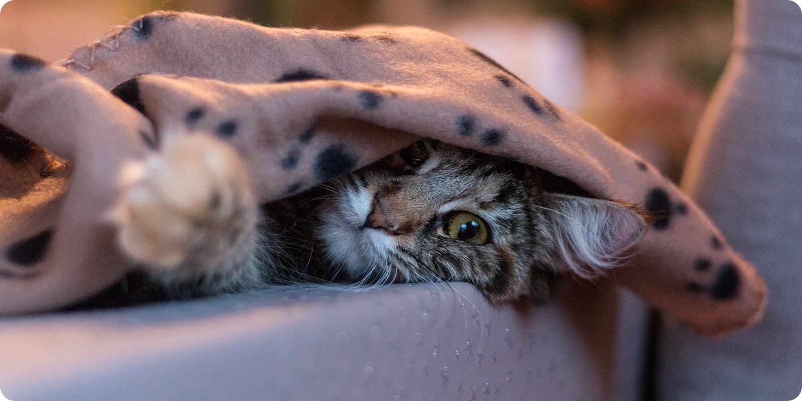 Katteutstyr katt nettbutikk utstyr til katt