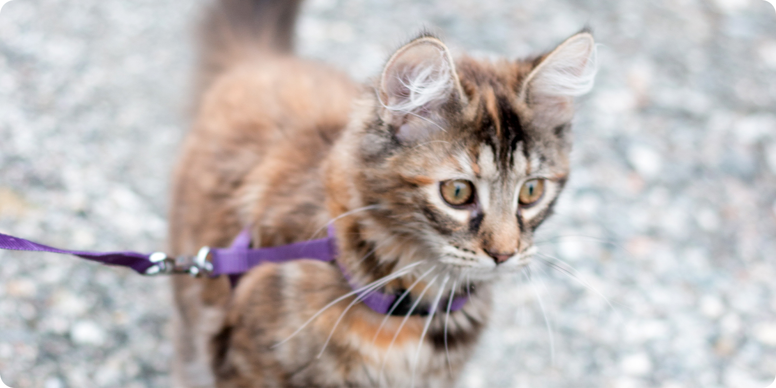 Kattebånd og halsbånd til katt bånd til katt