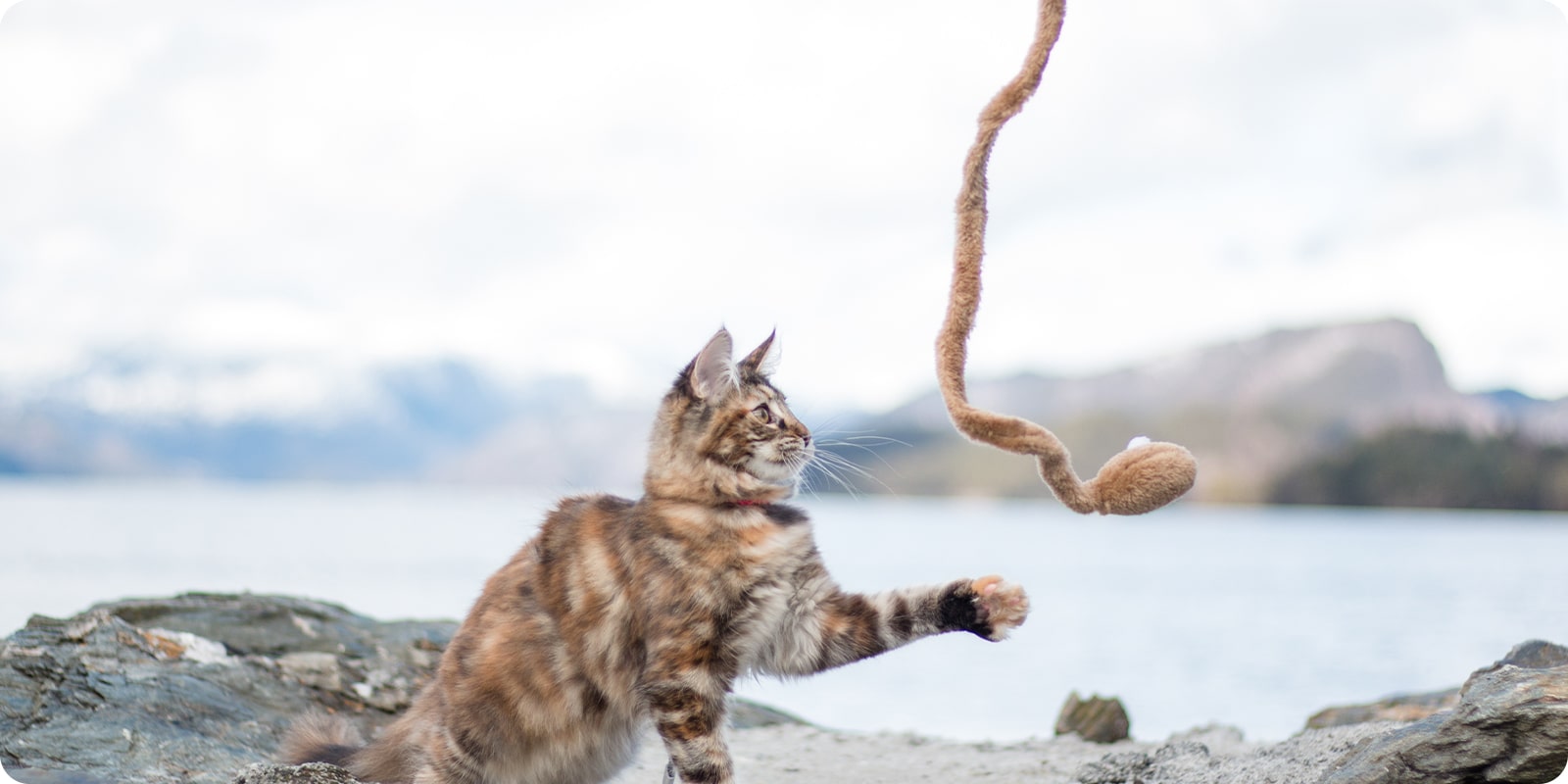 Katteleker, leke til katt på nett
