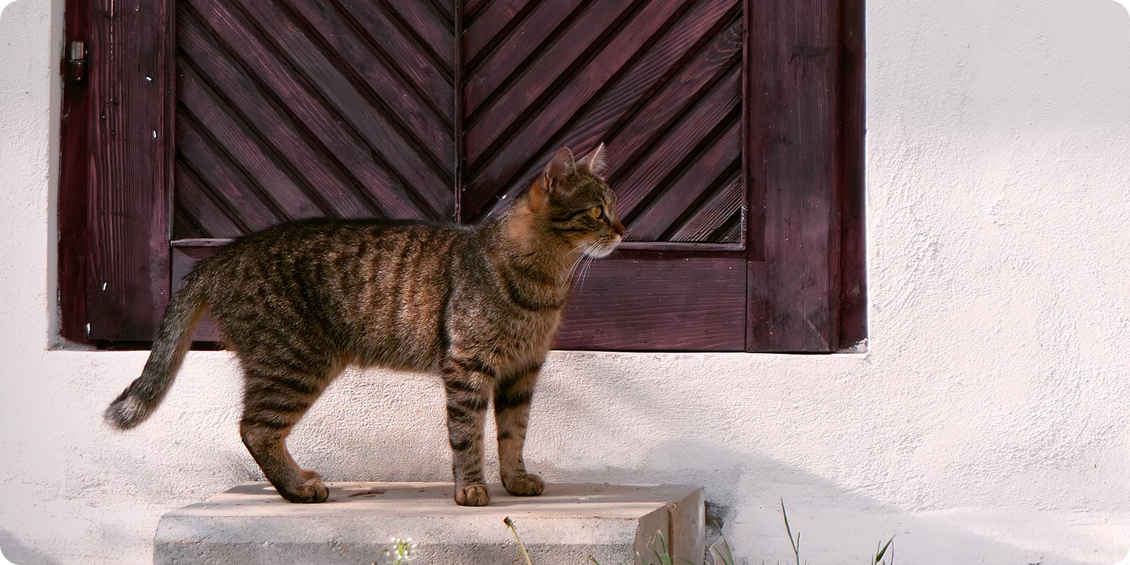 Katteluke luke til katt sureflap trixie