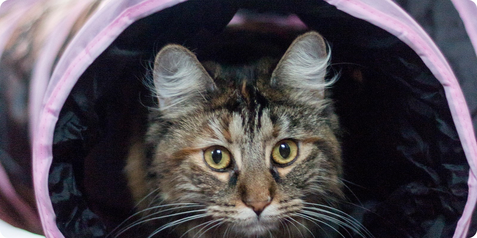 Tunnel til katt, kattetunnel
