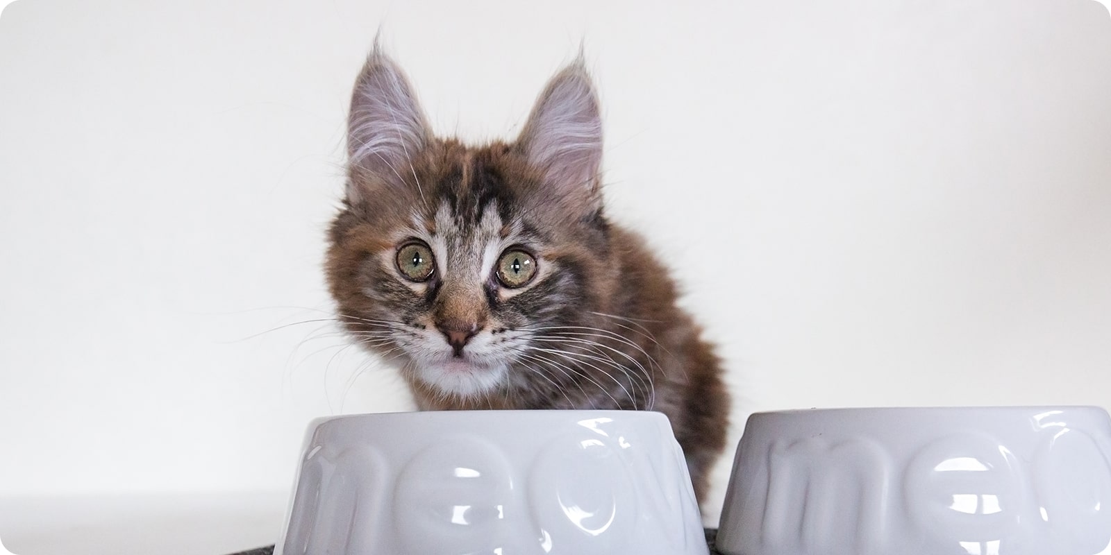 Katteutstyr utstyr til katt på nett