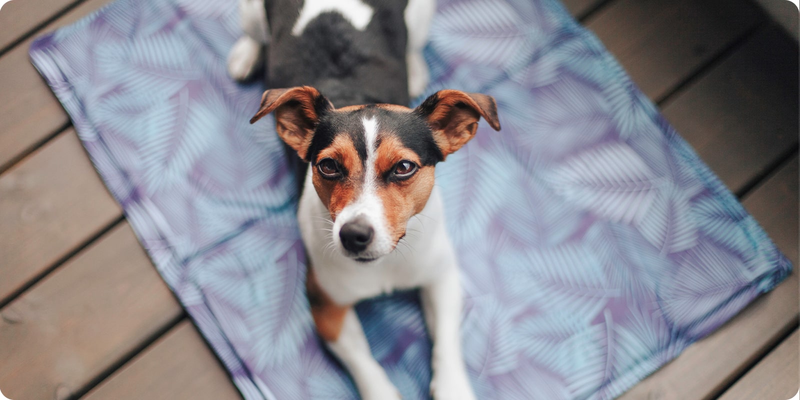 Kjølematter til hund