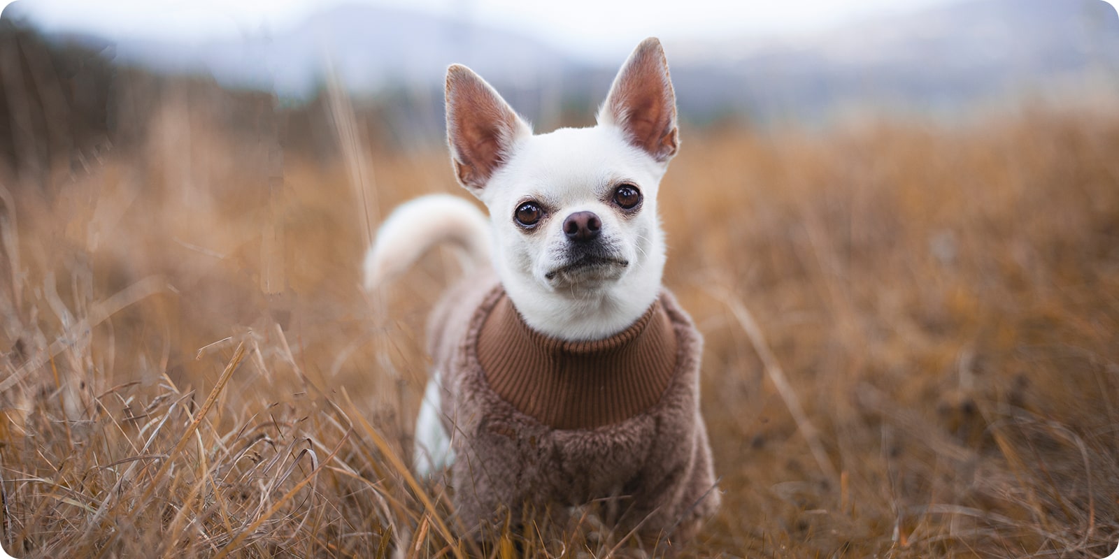 Ulike typer klr til hund klestyper