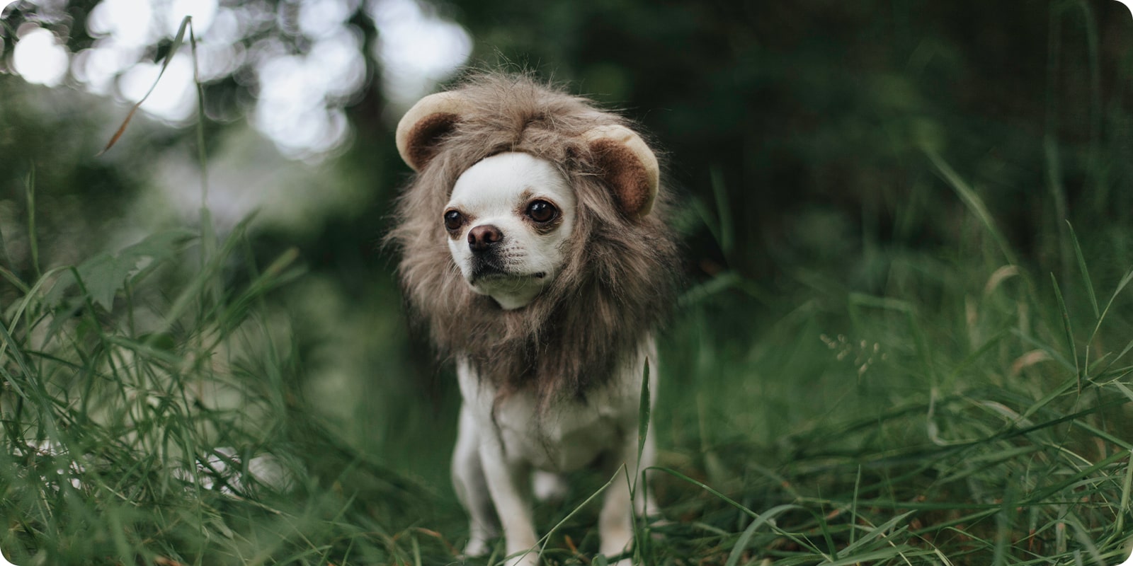 Kostymer til hund hundekostymer