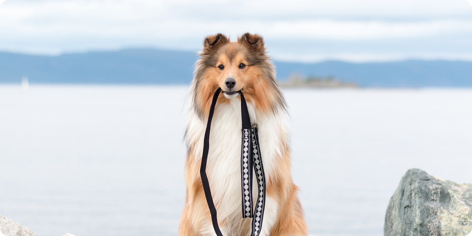 Lenker og kobbel til hund