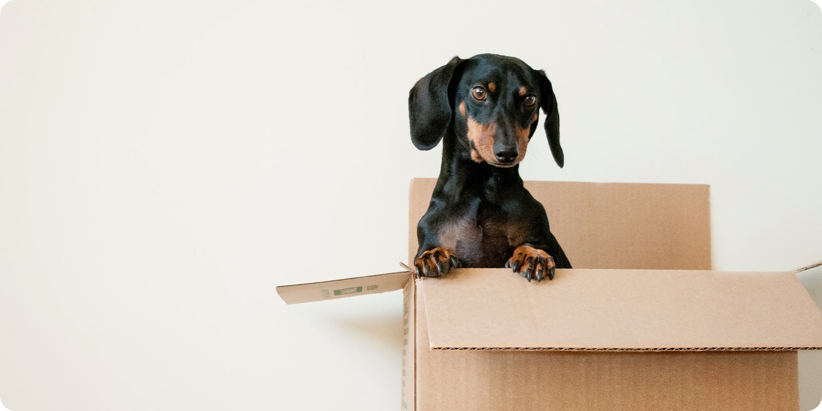 Nye produkter til hund. Nyheter til hund