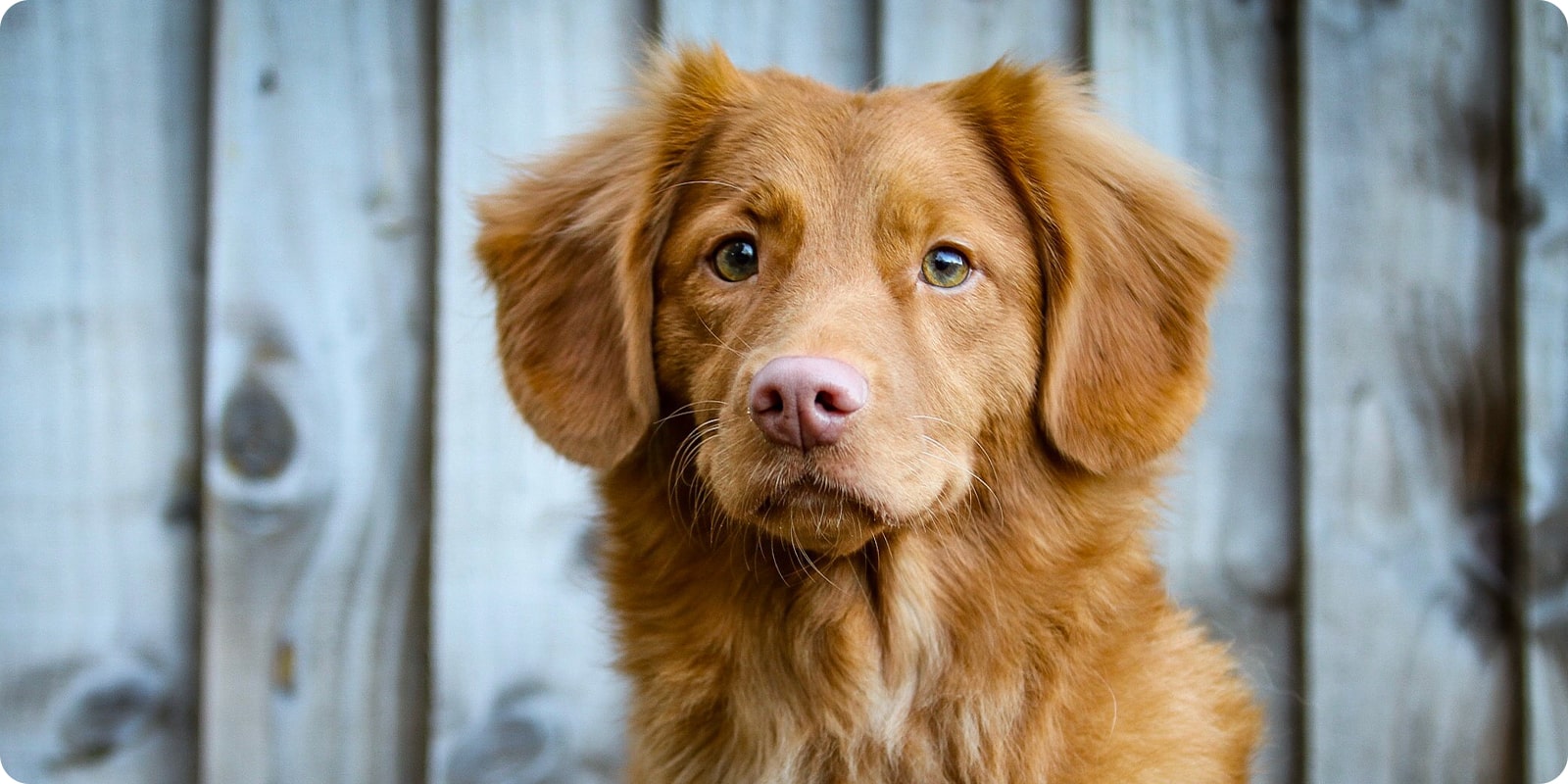 Pelsstell, grooming av hund hundeutstyr pels