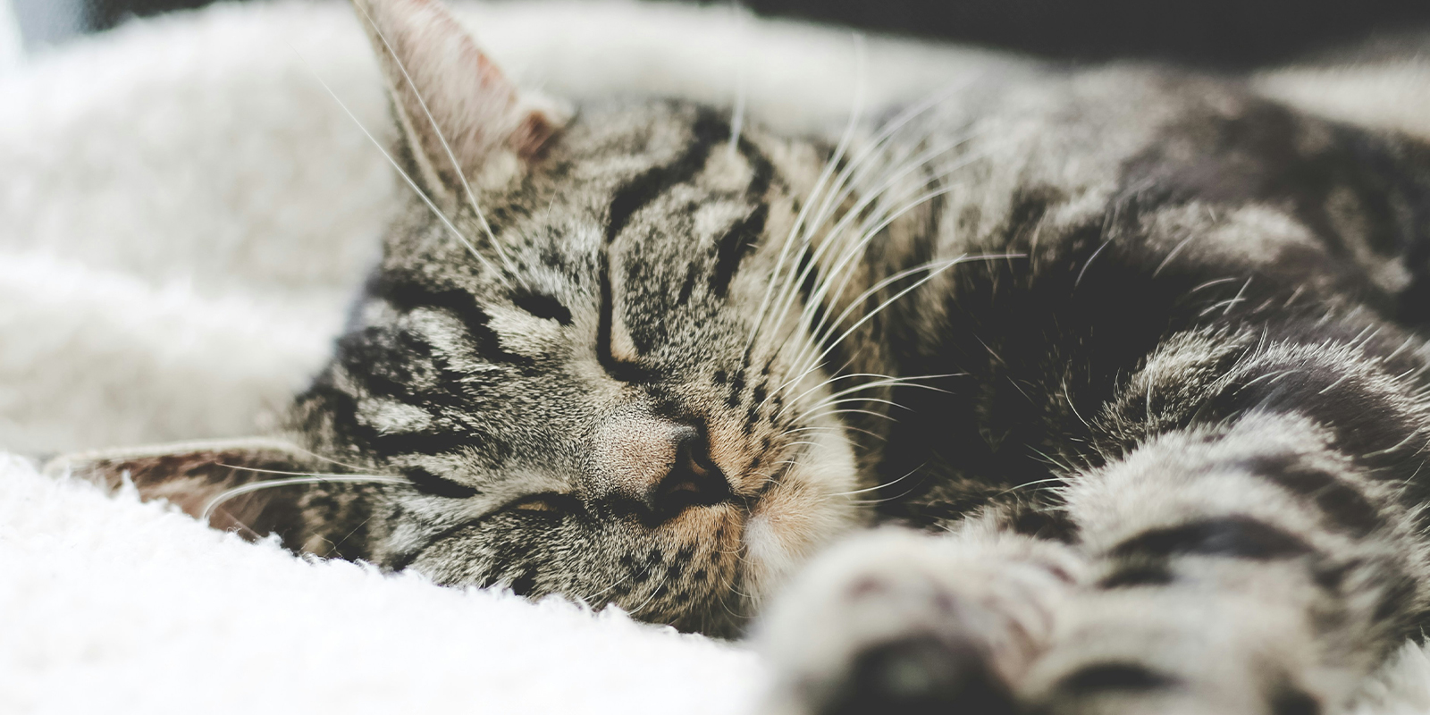 Pet Remedy