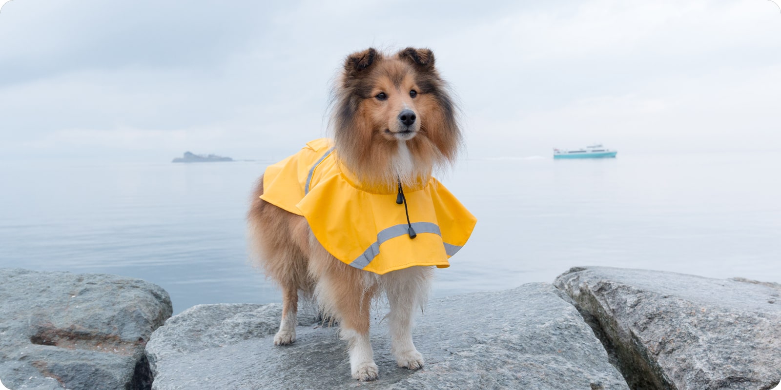 Regntøy til hund regndekken til hund