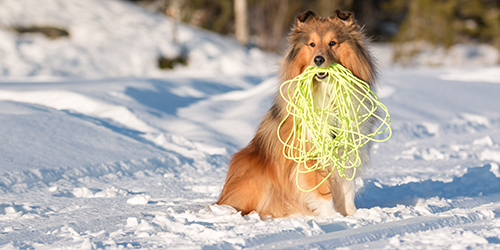 Ski med hund