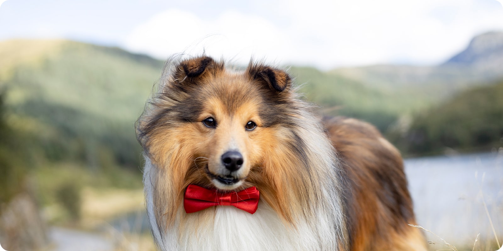 Sløyfer, bandana, slips, hundesløyfe, hundebandana, hundeslips