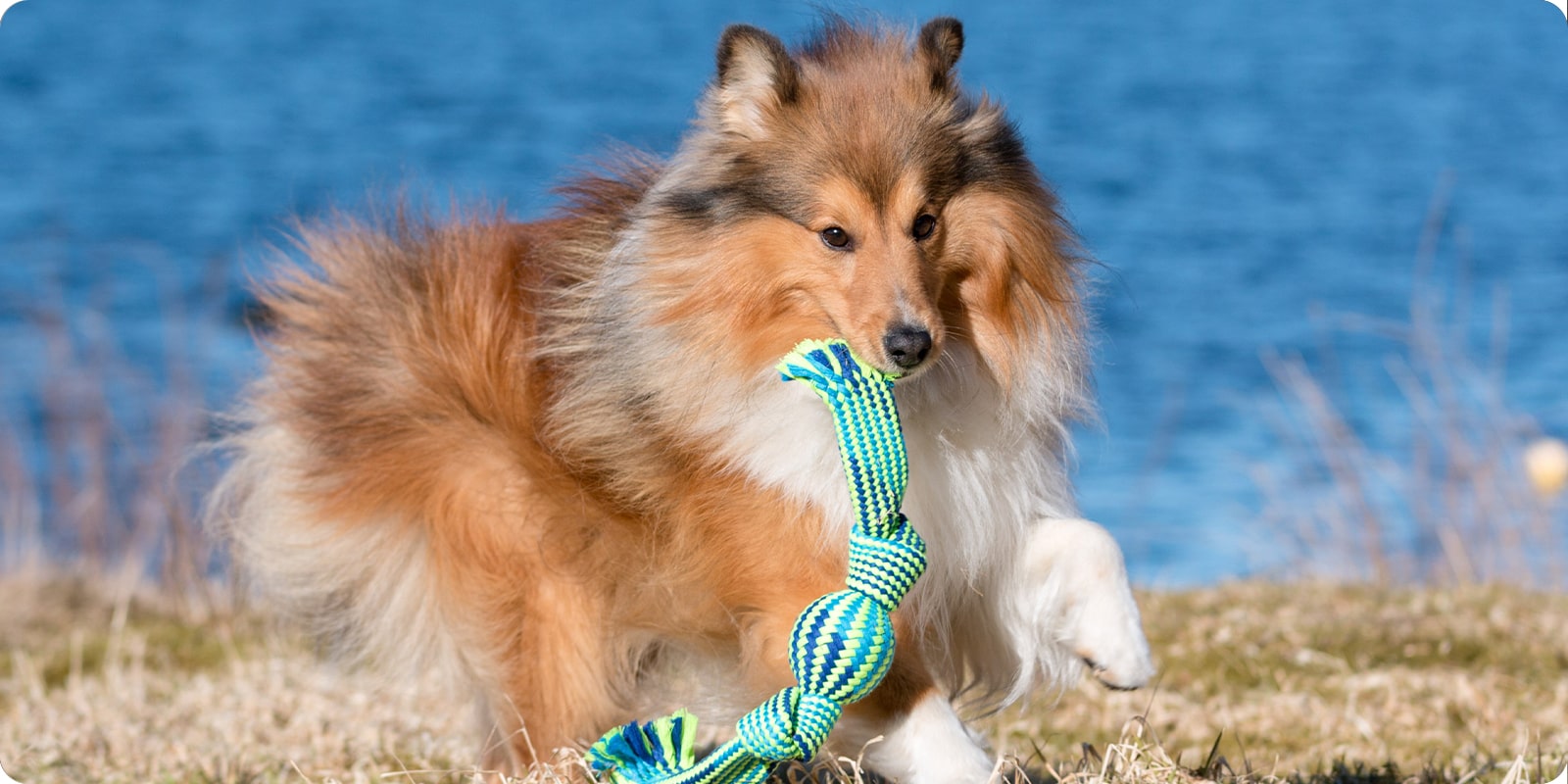 Sommerleker leker sommer hund