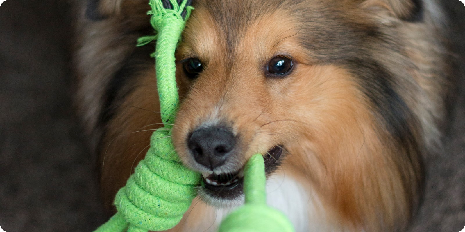 Tauleker, draleker til hund