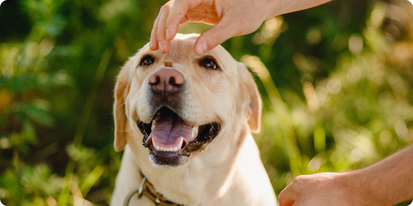 Treningsgodbit til hund, hundetrening godteri