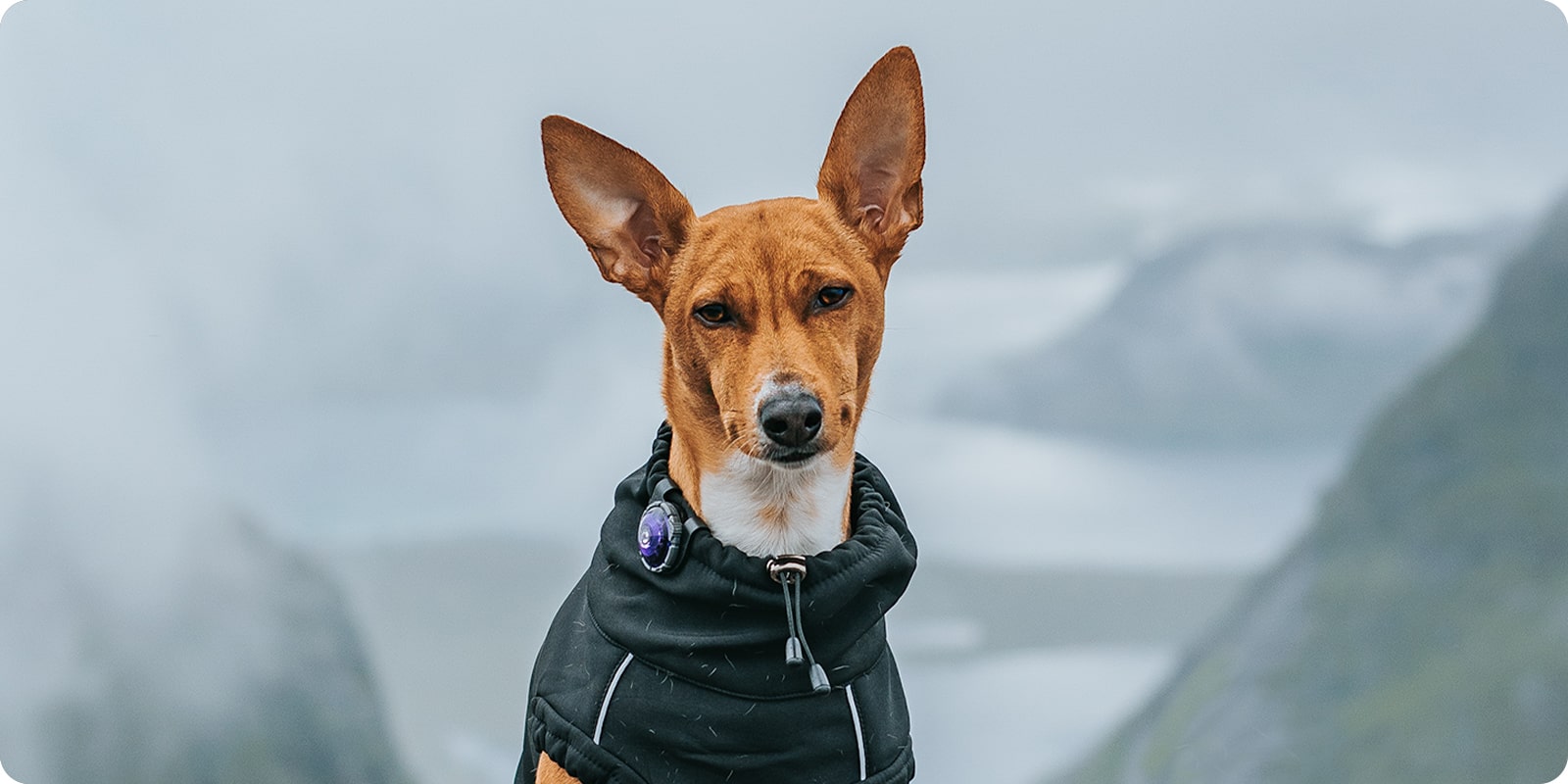 Vr og sommer - hundeklr klr til hund